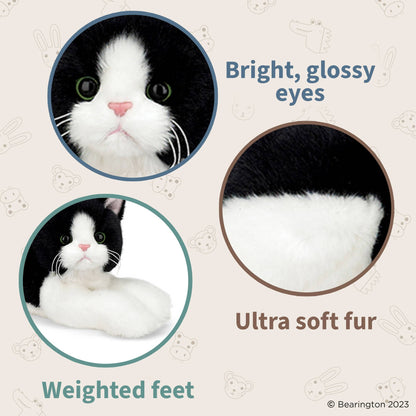 Boaz the Black & White Cat