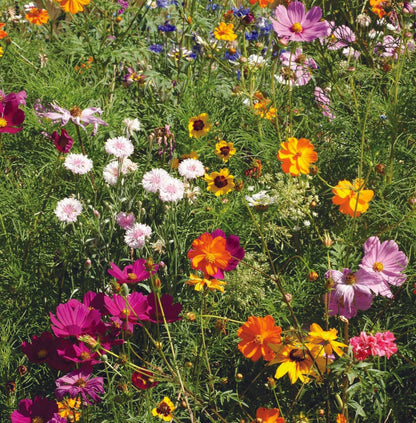 Kind Words Are Like Honey - Pollinator Wildflower Mix Seed Packets